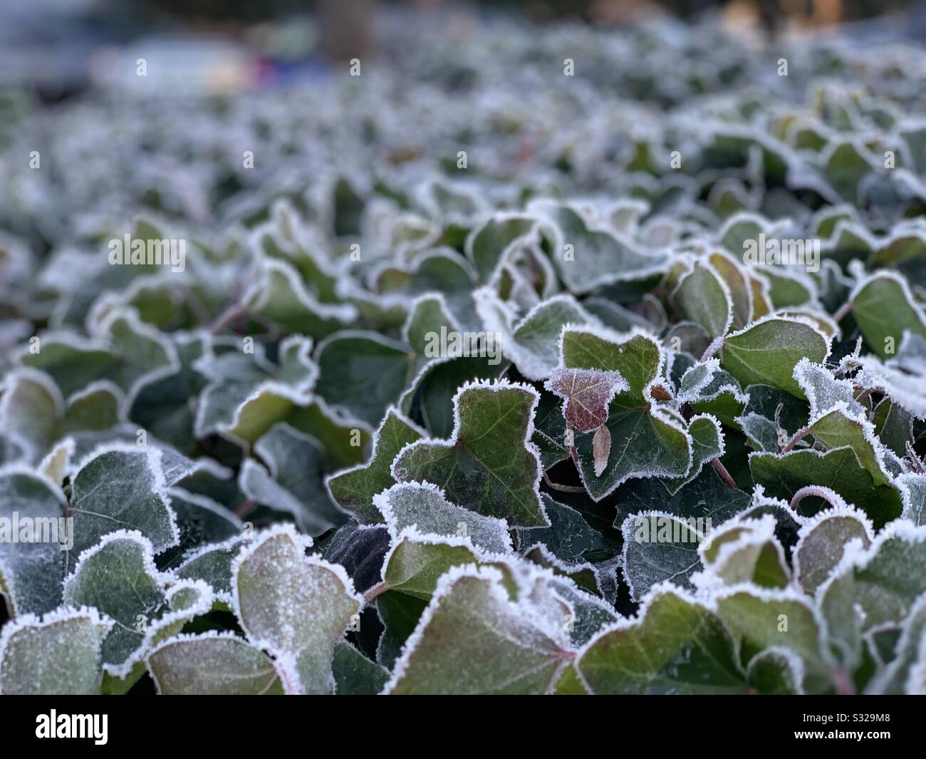 Morning frost in Washington Stock Photo