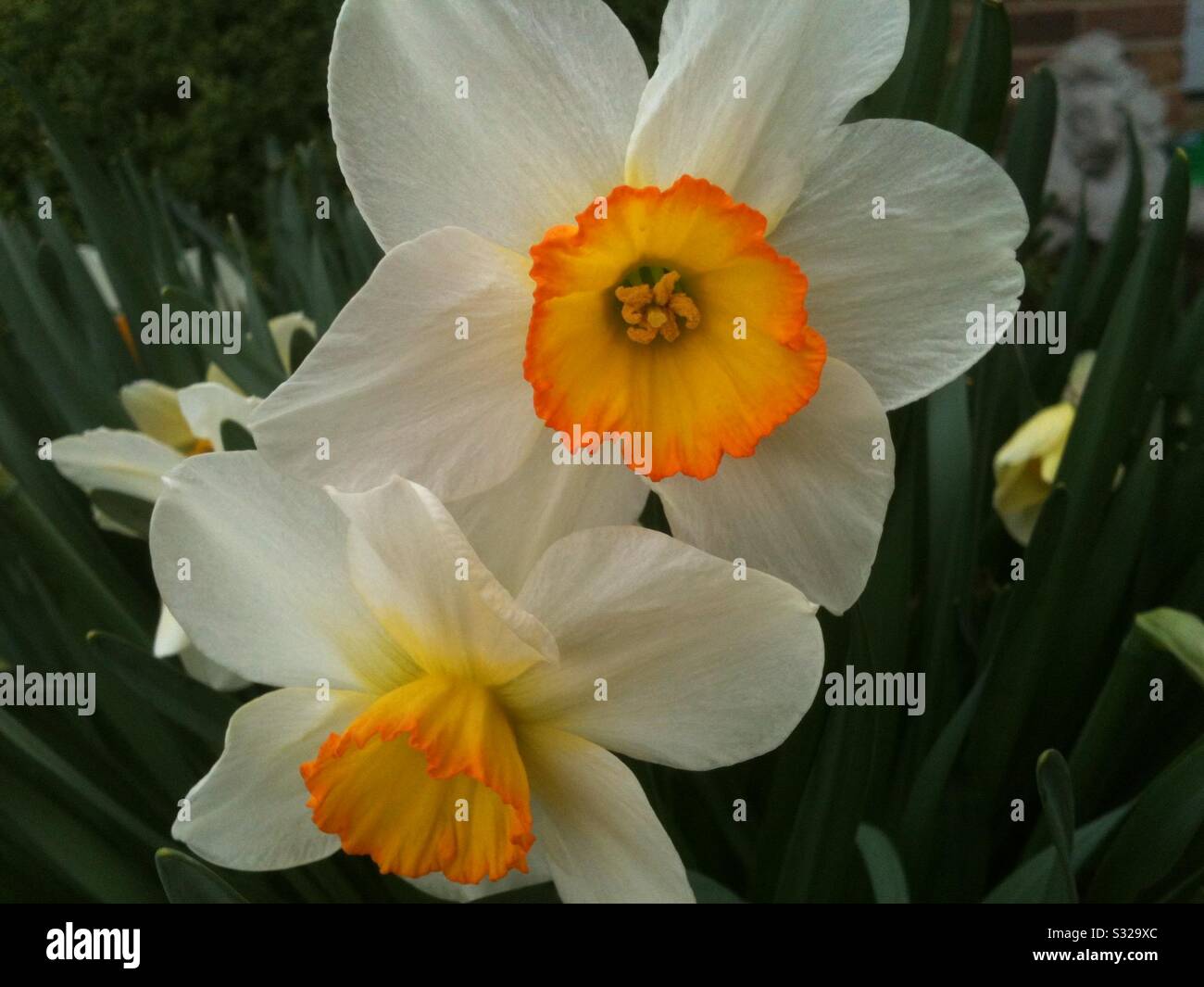Daffodils 2 Stock Photo