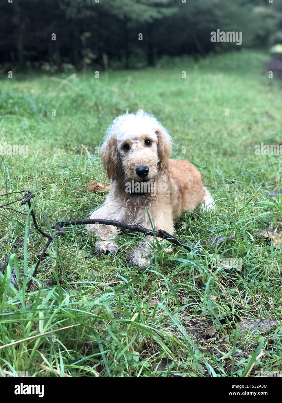 Cockapoo Puppy Dog Stock Photos & Cockapoo Puppy Dog Stock Images - Alamy