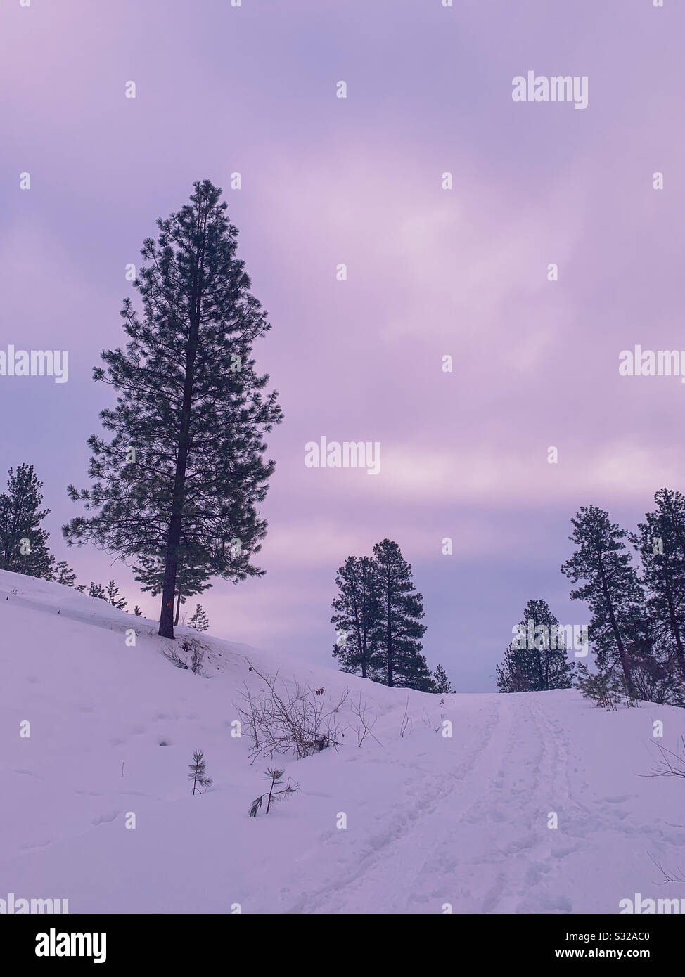 Whimsical snowy winter landscape. - Smartphone Captured Stock Image