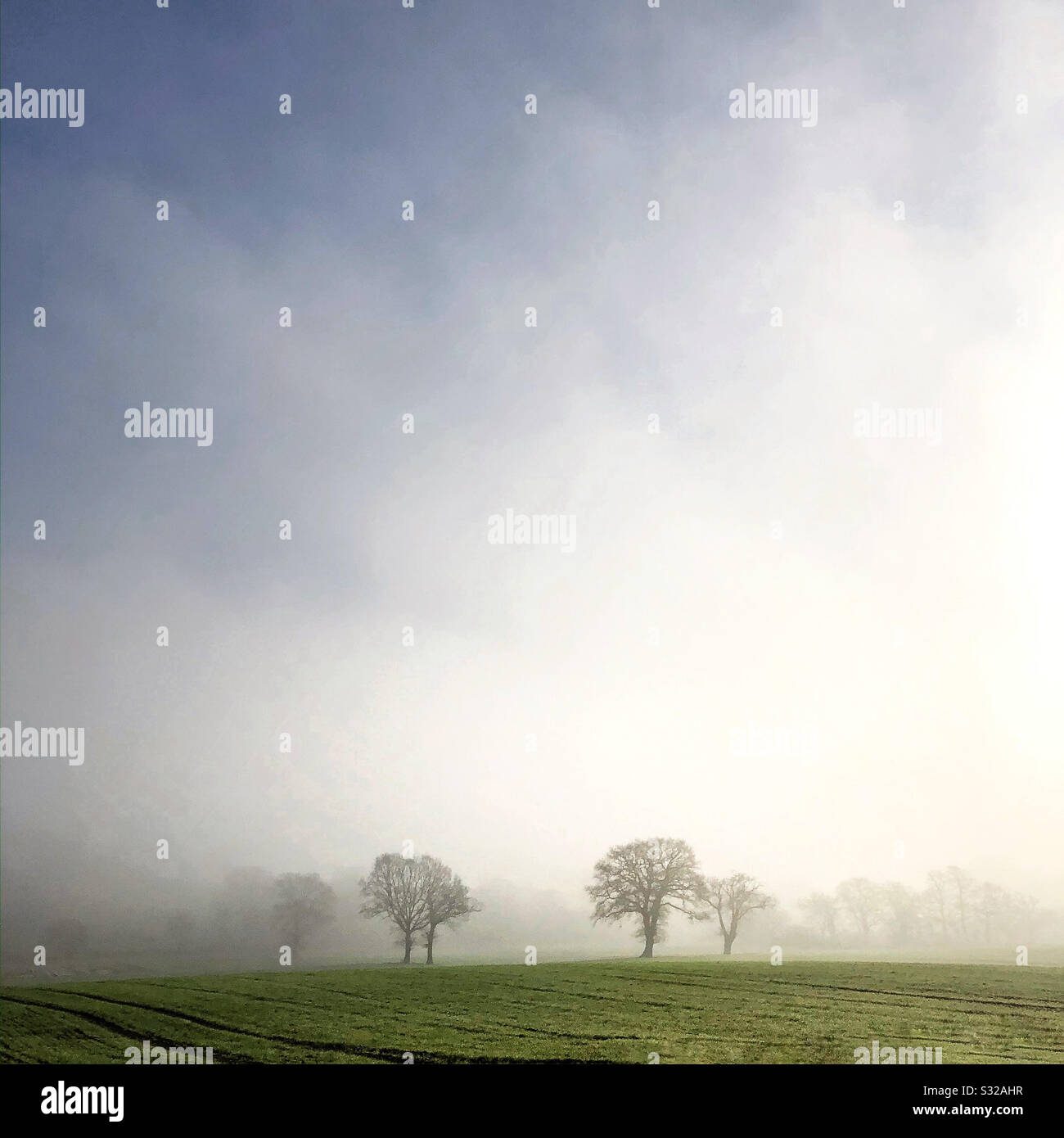 Trees in the fog - Smartphone Captured Stock Image