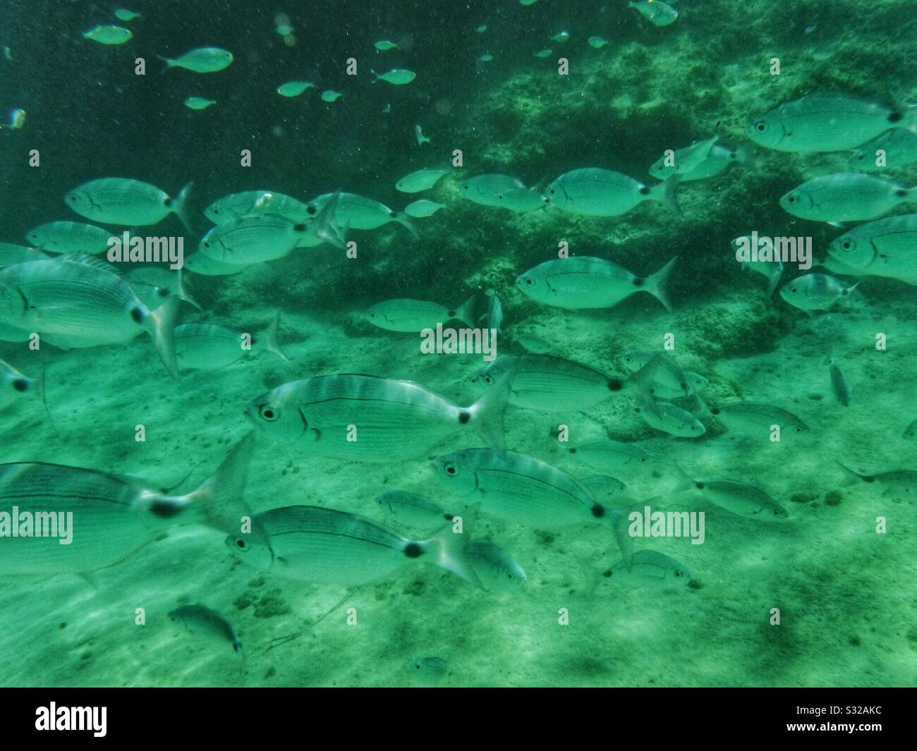 School Of Fish Stock Photo Alamy