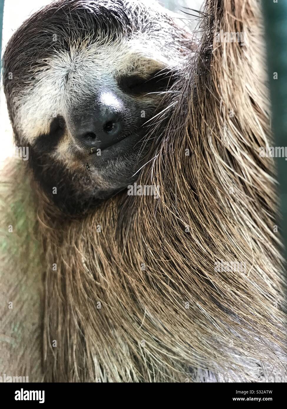 Sloth sanctuary hi-res stock photography and images - Alamy