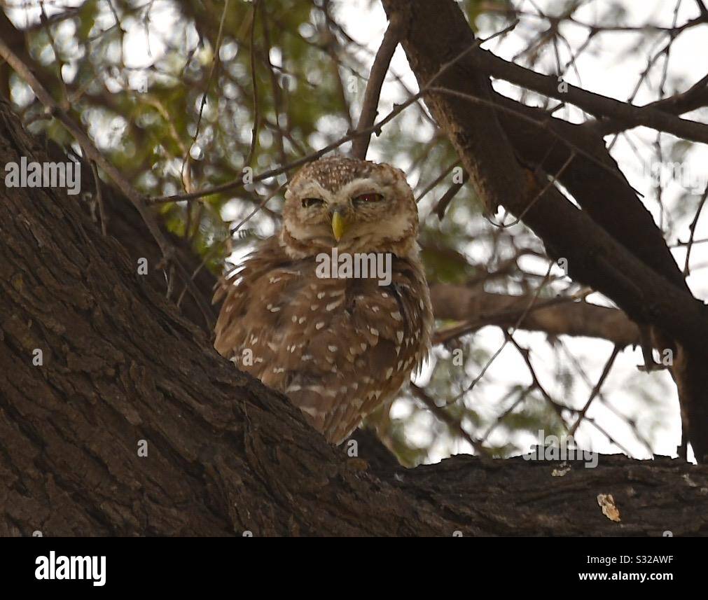 Spotted owl in the morning - Smartphone Captured Stock Image
