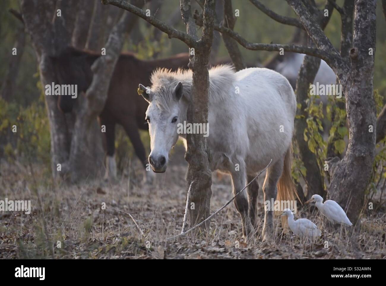 Wild horses and Egret friends - Smartphone Captured Stock Image