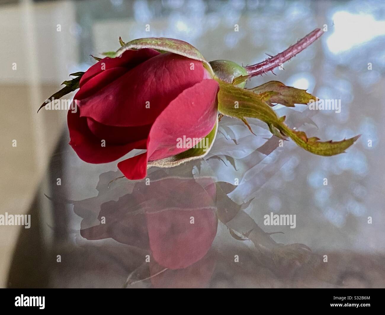 Single red rosebud on glass with reflection of rose onto the glass - Smartphone Captured Stock Image