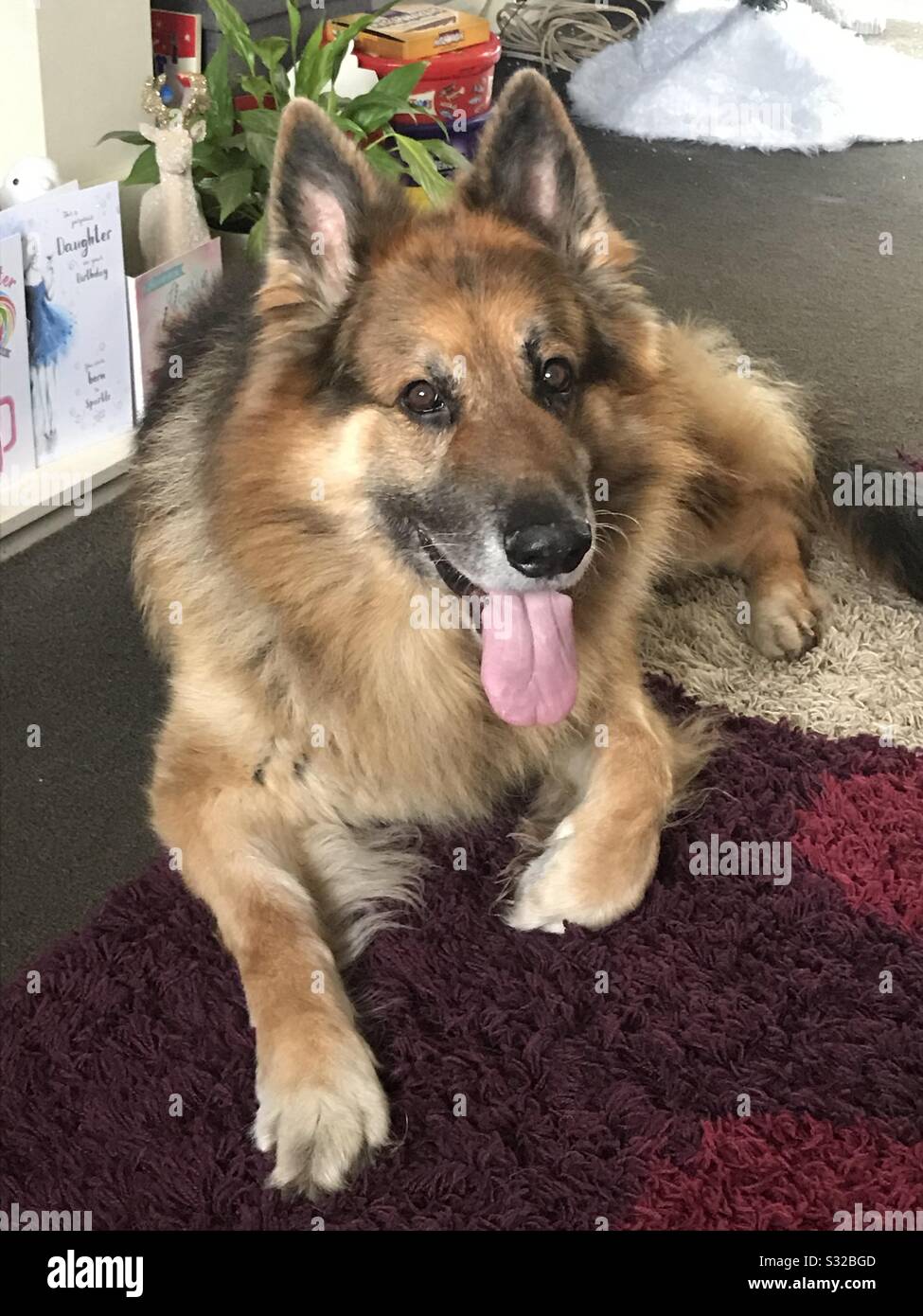 Black And Tan Shepherd Stock Photos Black And Tan Shepherd Stock