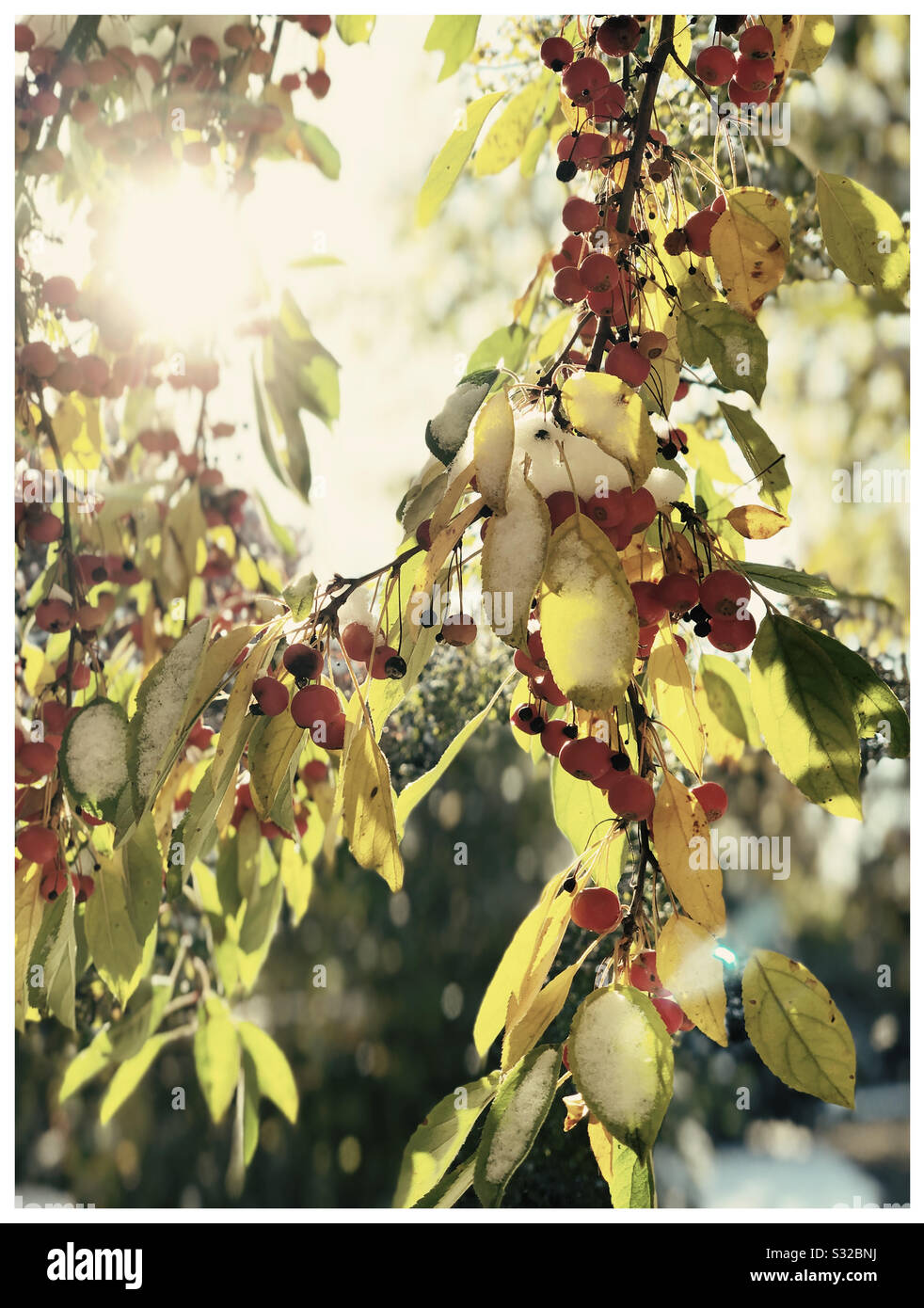 Autumn and Winter overlap with late autumn blooms and early snow. - Smartphone Captured Stock Image