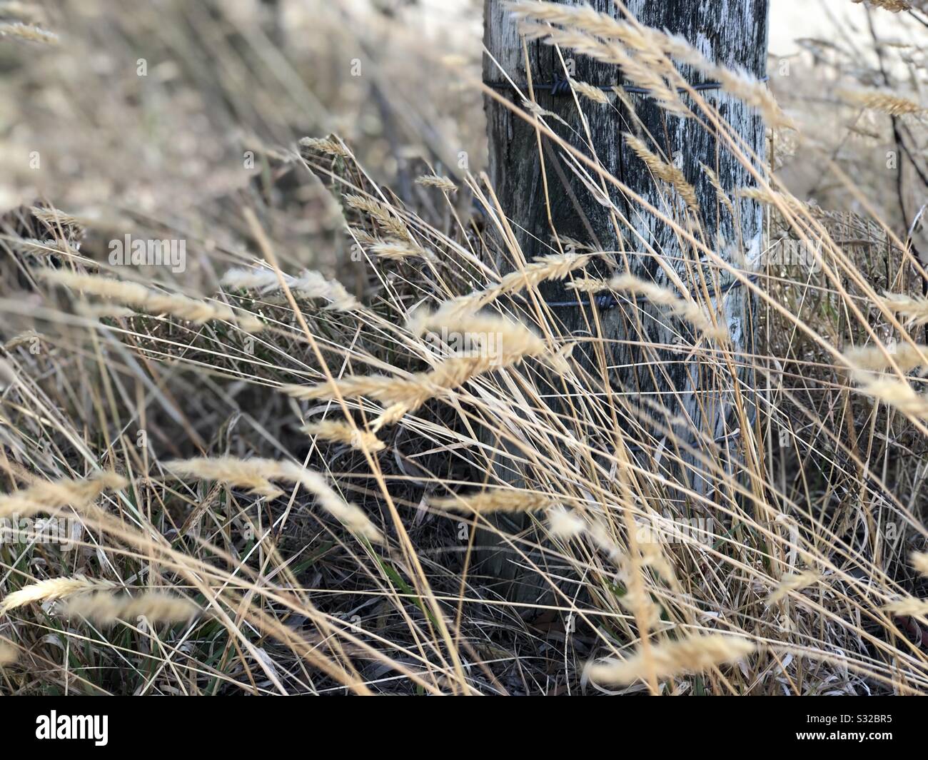 Weeds bush hi-res stock photography and images - Alamy