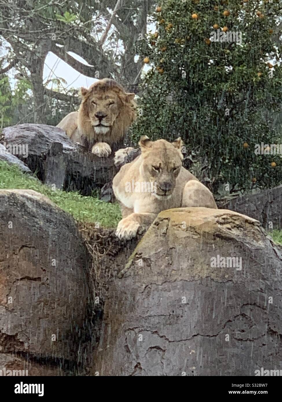 Lion and lioness in the rain Stock Photo Alamy