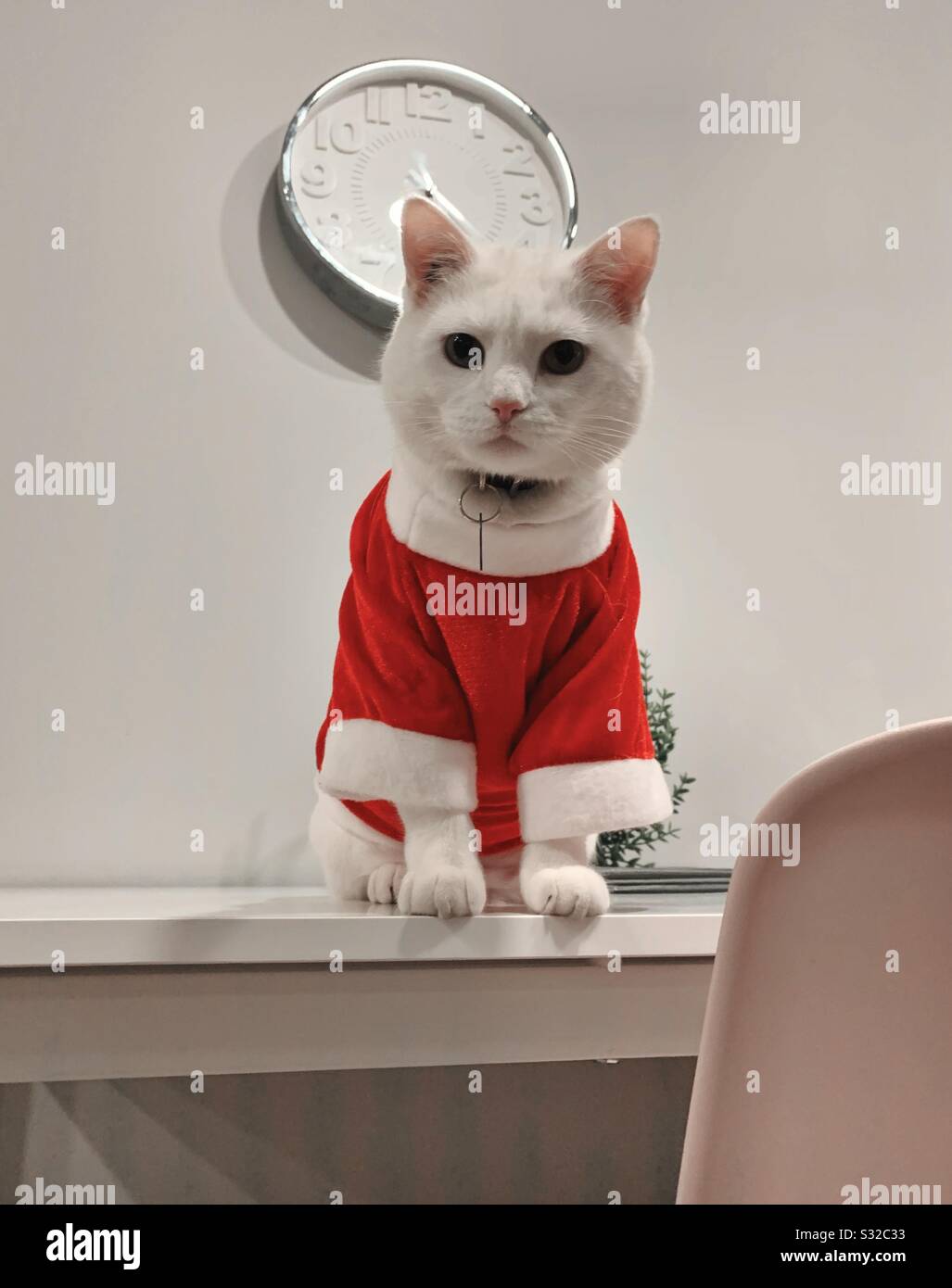 White cat in costume Stock Photo Alamy