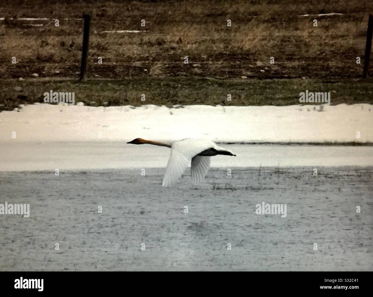 Trumpeter swans, in flight, migratory path, spring, 2019, Alberta, Canada - Smartphone Captured Stock Image