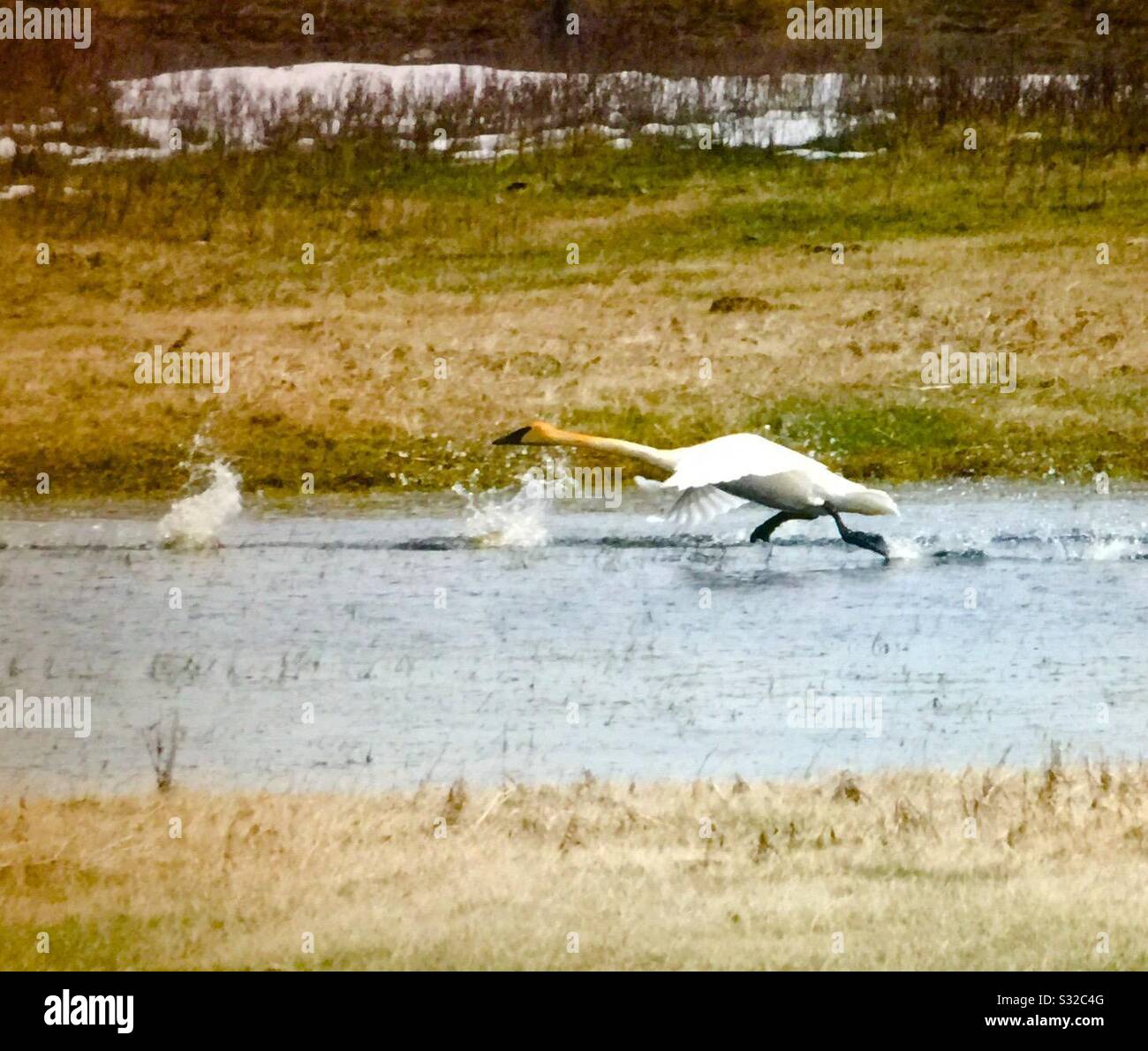 Trumpeter swans, in flight, migratory path, spring, 2019, Alberta, Canada - Smartphone Captured Stock Image
