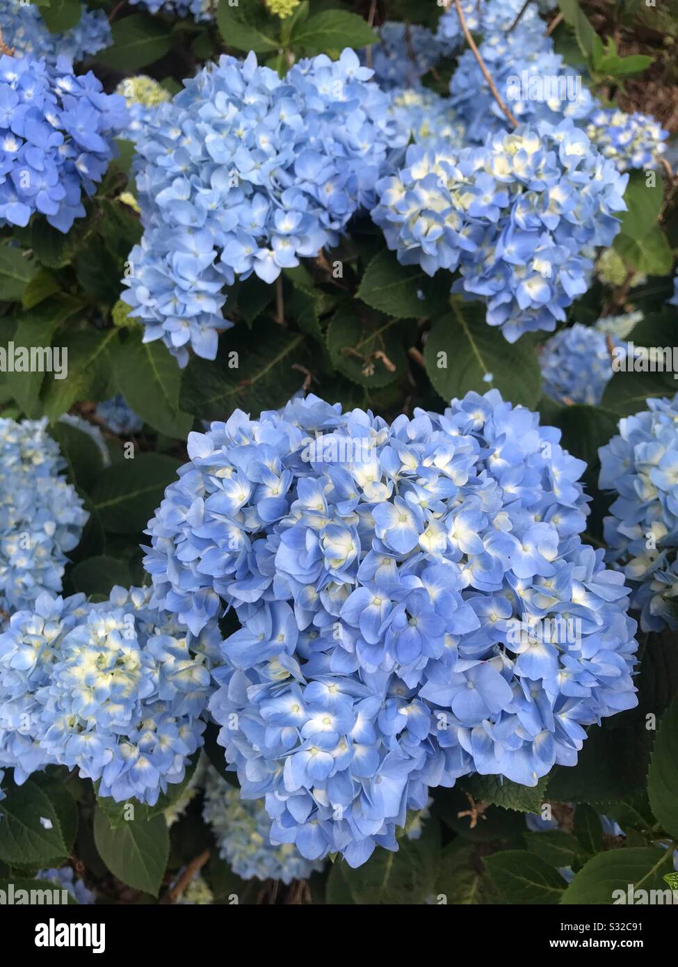 Blue hydrangeas in bloom Stock Photo Alamy