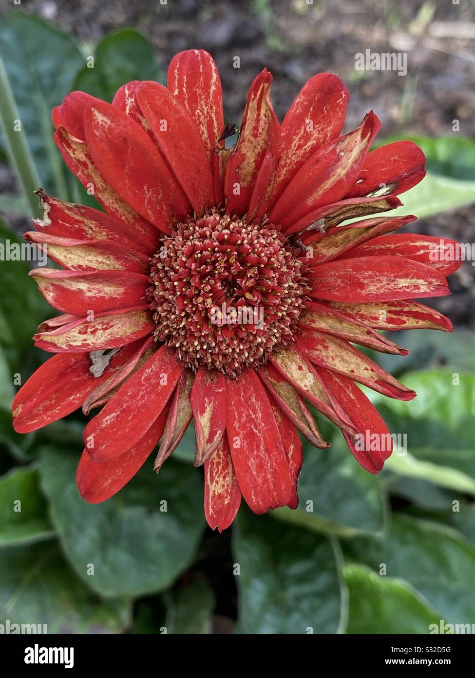 Closeup of a red daisy with petals changing colors Stock Photo - Alamy