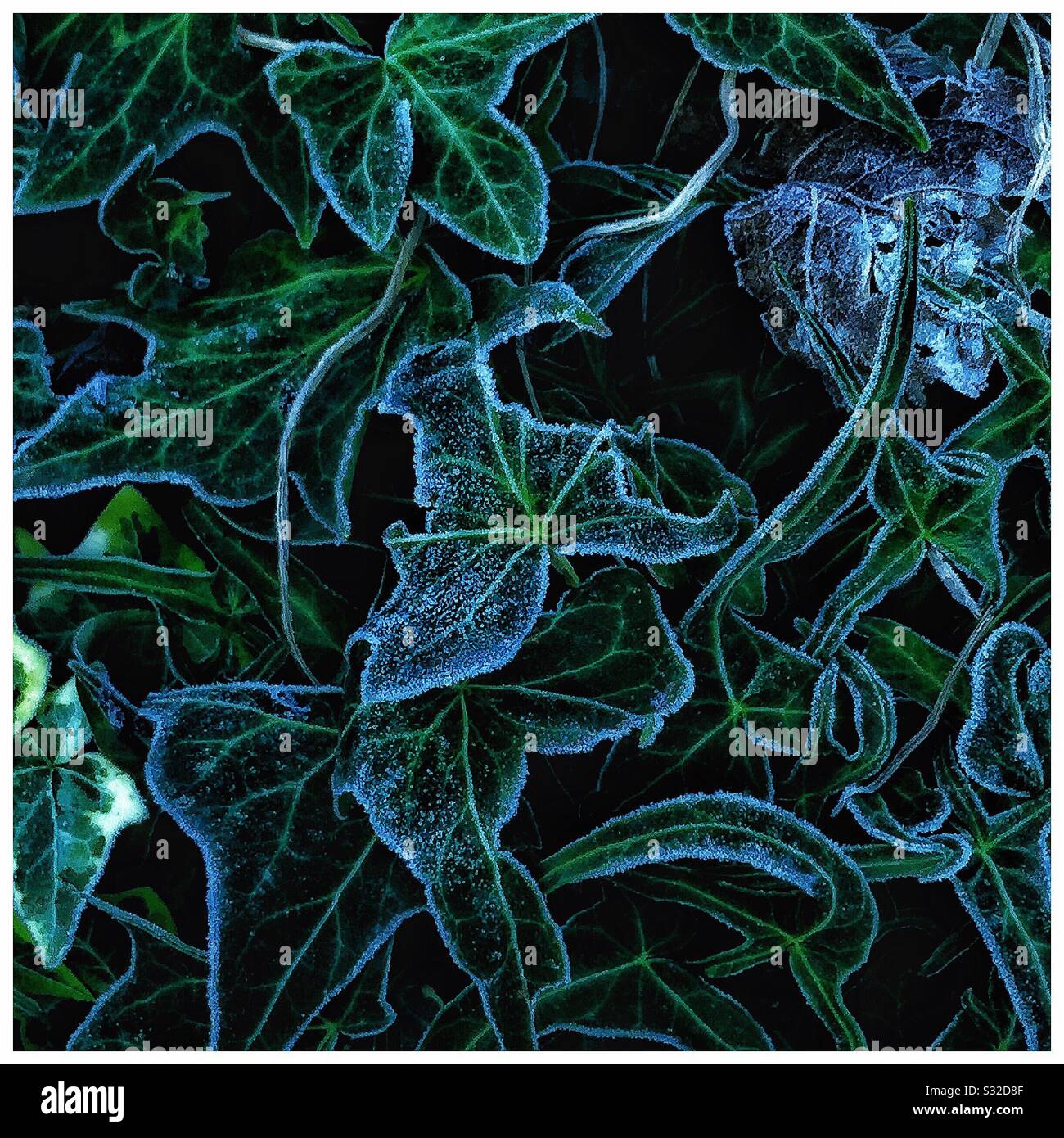 Frost on ivy leaves. - Smartphone Captured Stock Image