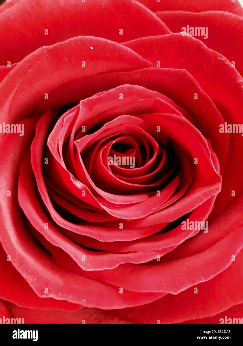 Close up of a red rose - Smartphone Captured Stock Image