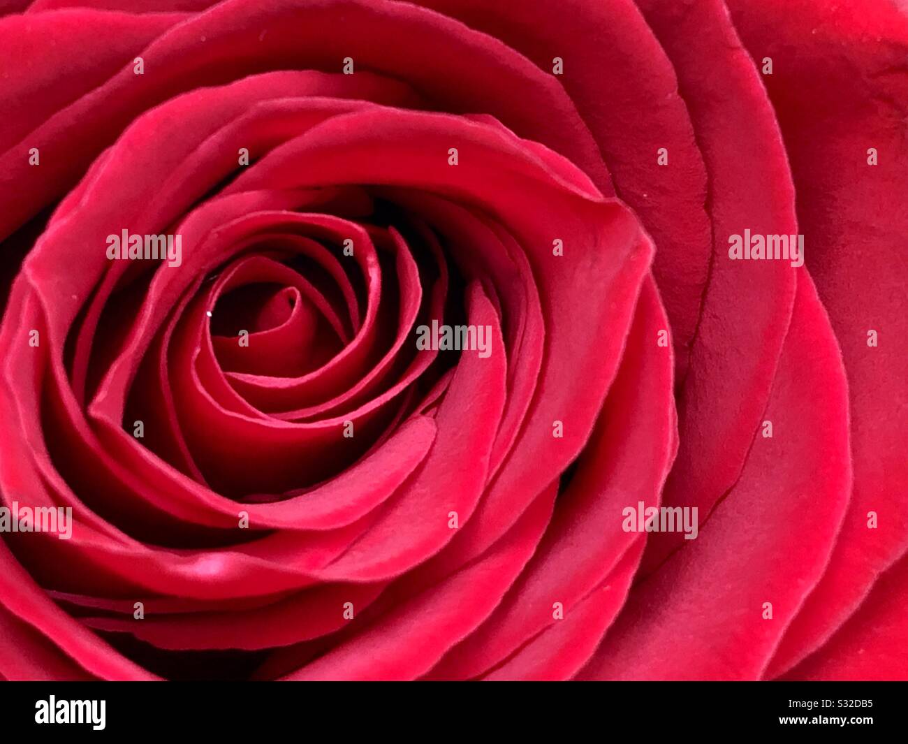 Red rose - Smartphone Captured Stock Image