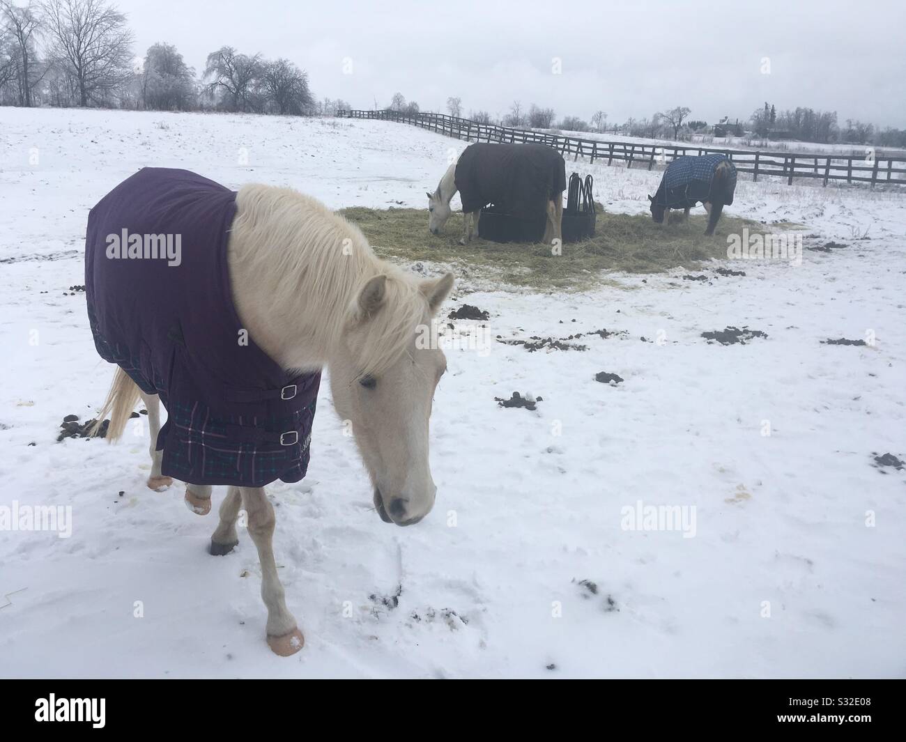White horse staying warm in the cold winter Stock Photo Alamy