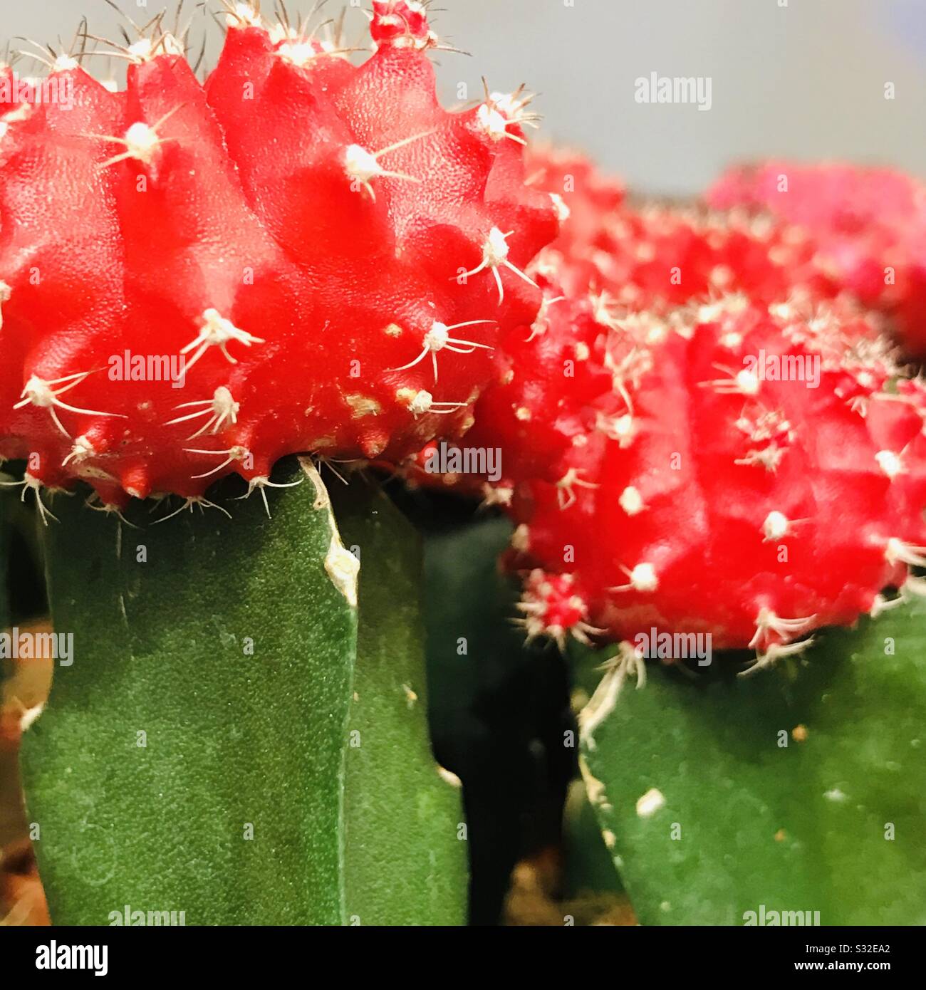 Closeup image of bright red colour grafted cactus plant, bushy thorns ...