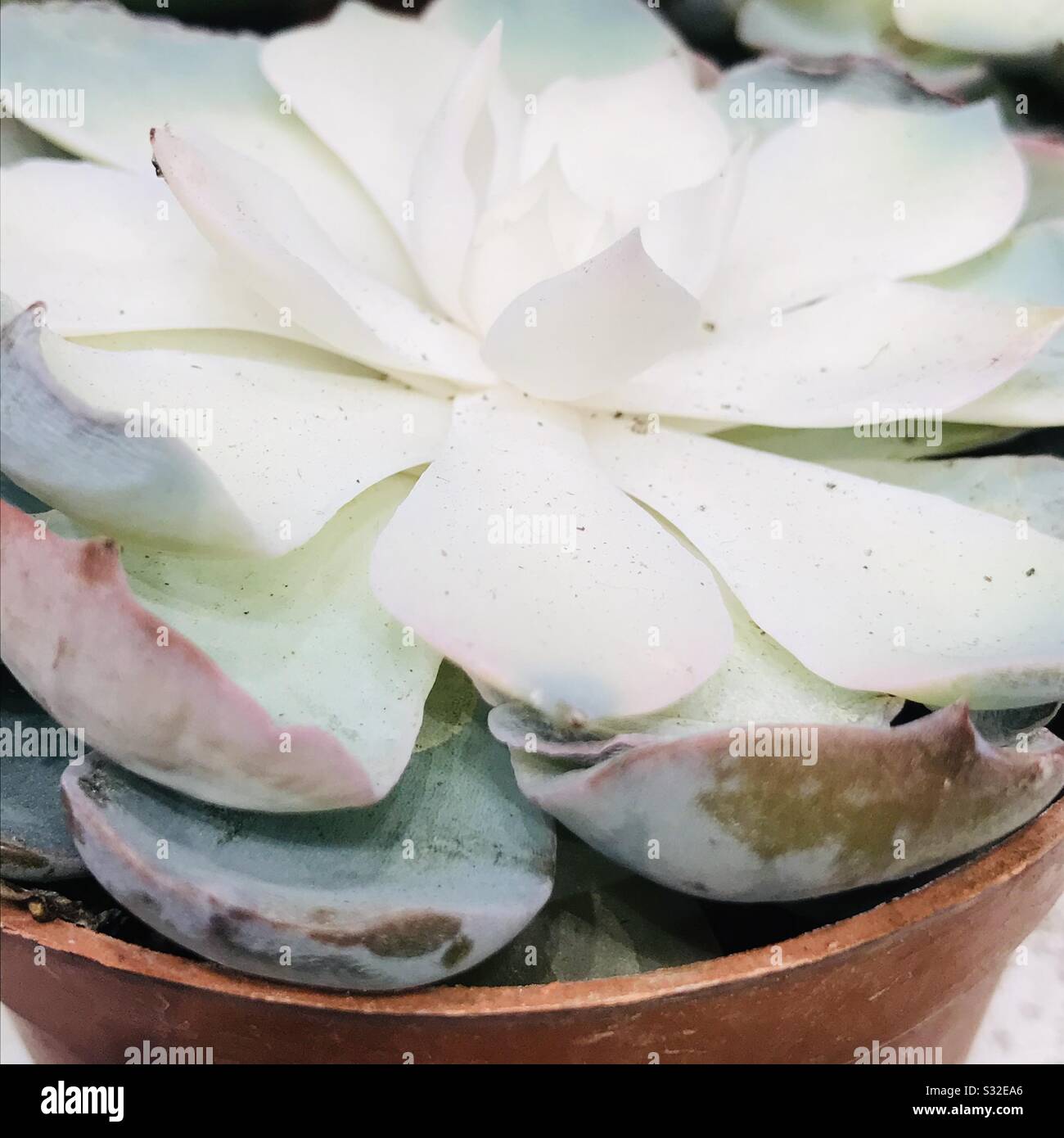 Mother of pearl plant aka Ghost plant a species of succulent plant in the jade plant family, zoomed pic Stock Photo