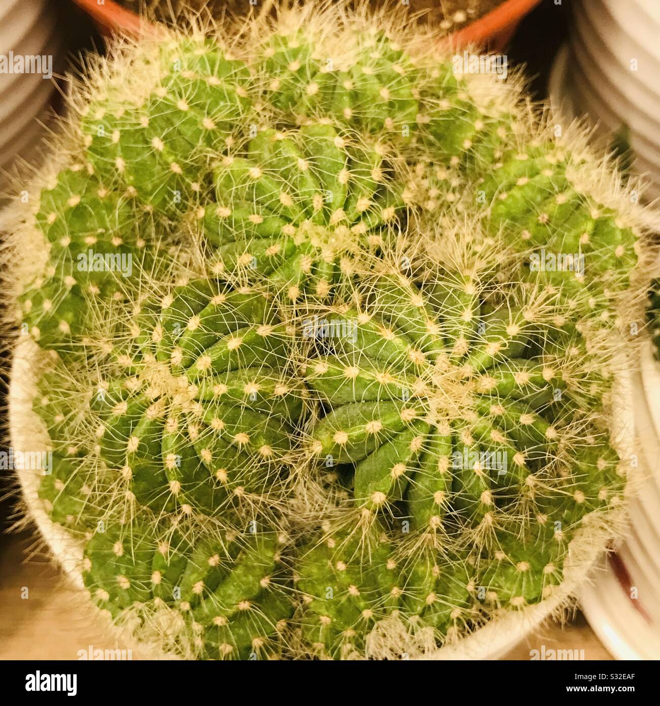 Barrel type ornamental cactus plant , Closeup image of cactus plant, bushy thorns , cacti Stock Photo