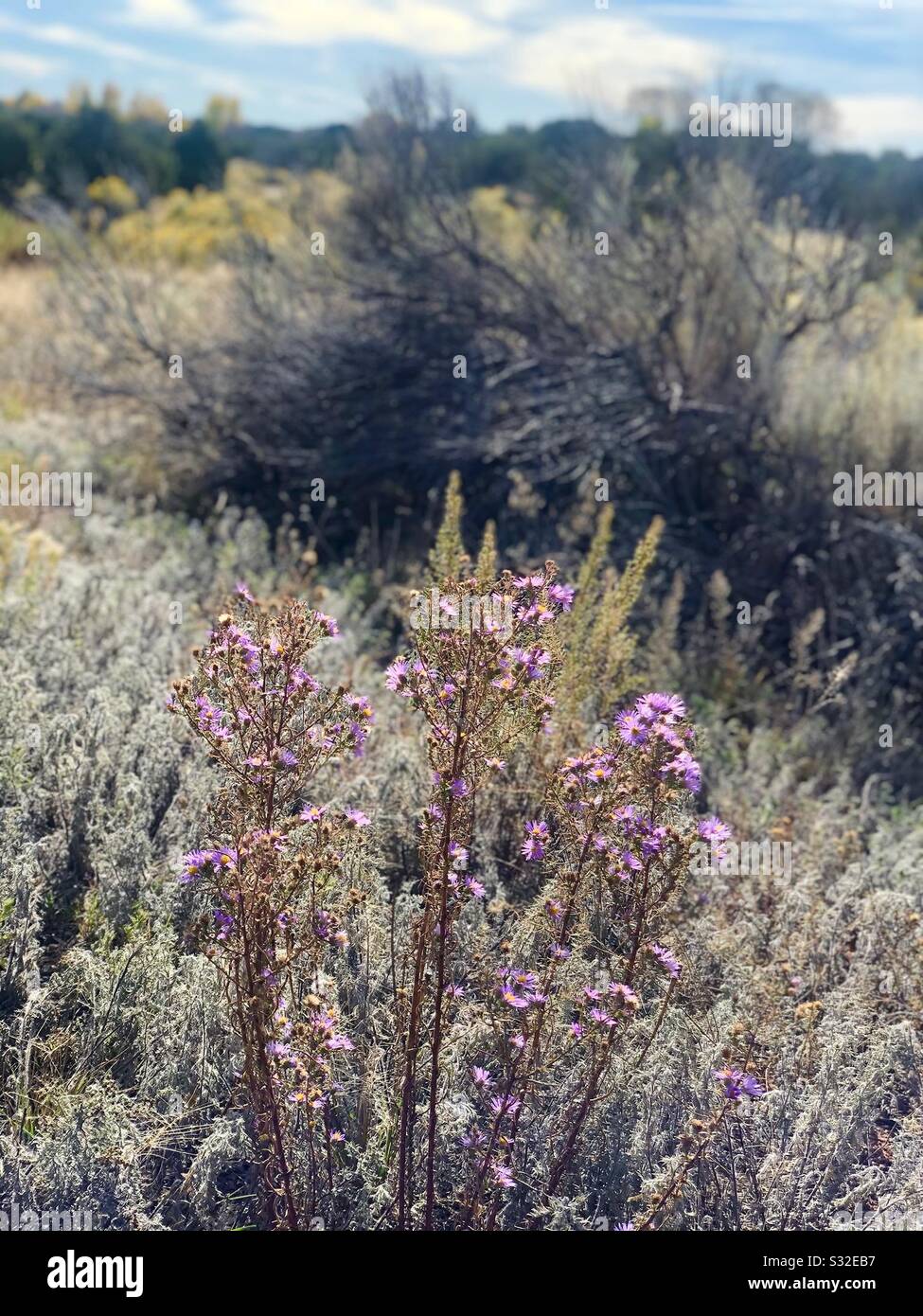 Desert nature in Santa Fe NM Stock Photo