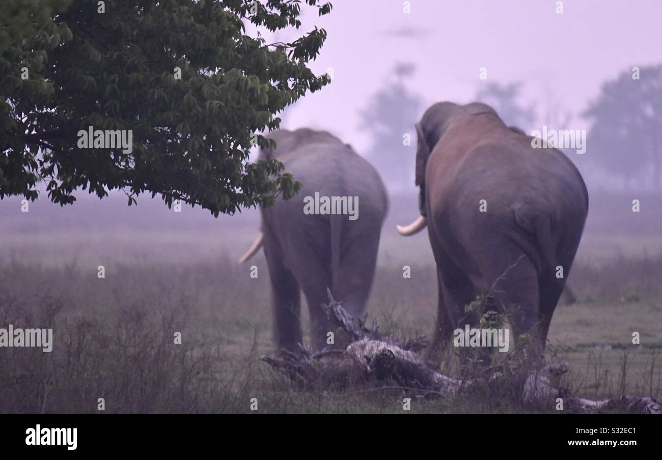 Wild elephants at Rajaji national park Stock Photo