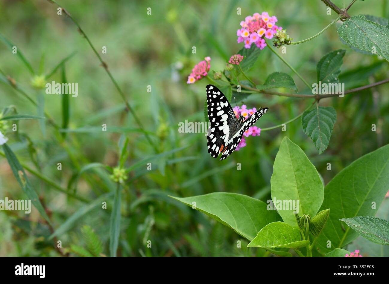 Butterfly on the wild flowers - Smartphone Captured Stock Image