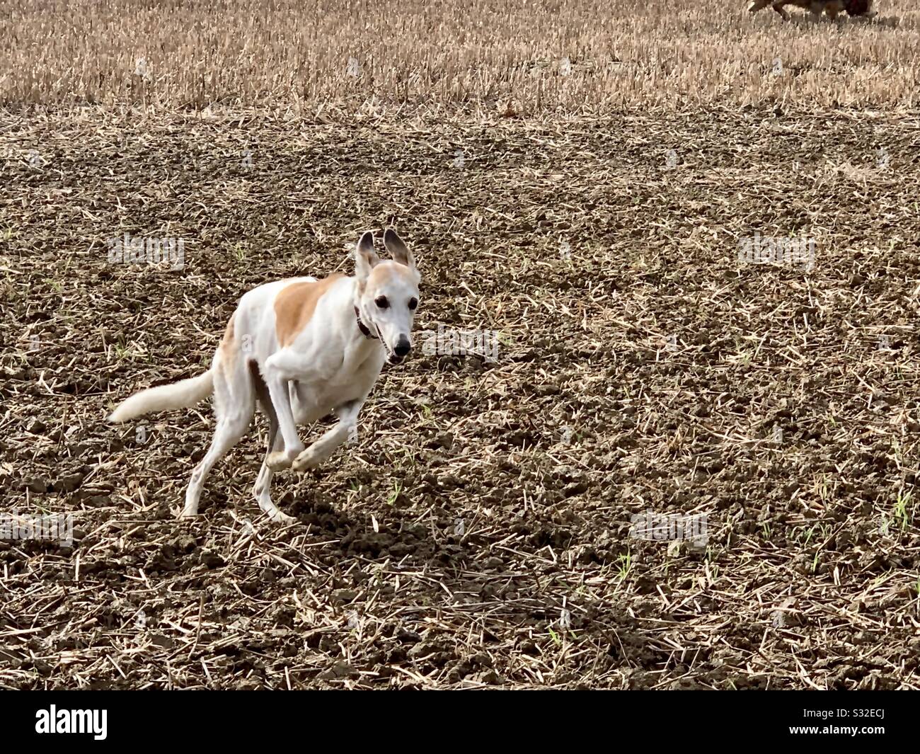 A Dog That Looks Like A Kangaroo