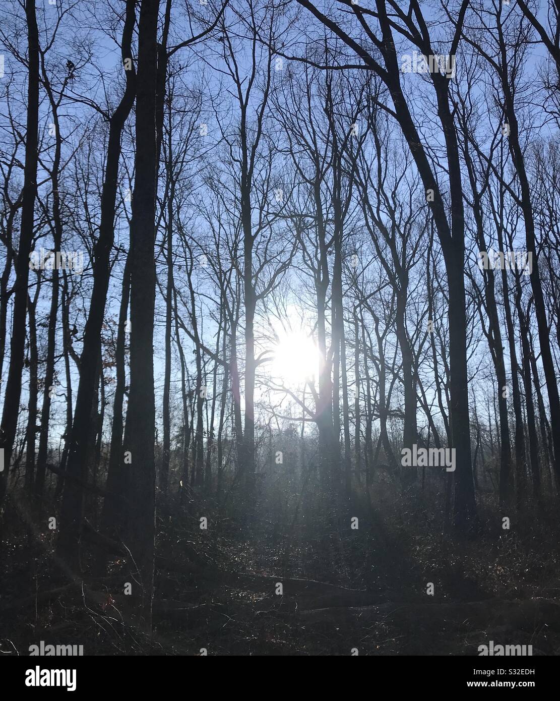 Shot of the sun coming through a small forest area at veterans Park in Hamilton New Jersey on a cold winter morning. - Smartphone Captured Stock Image