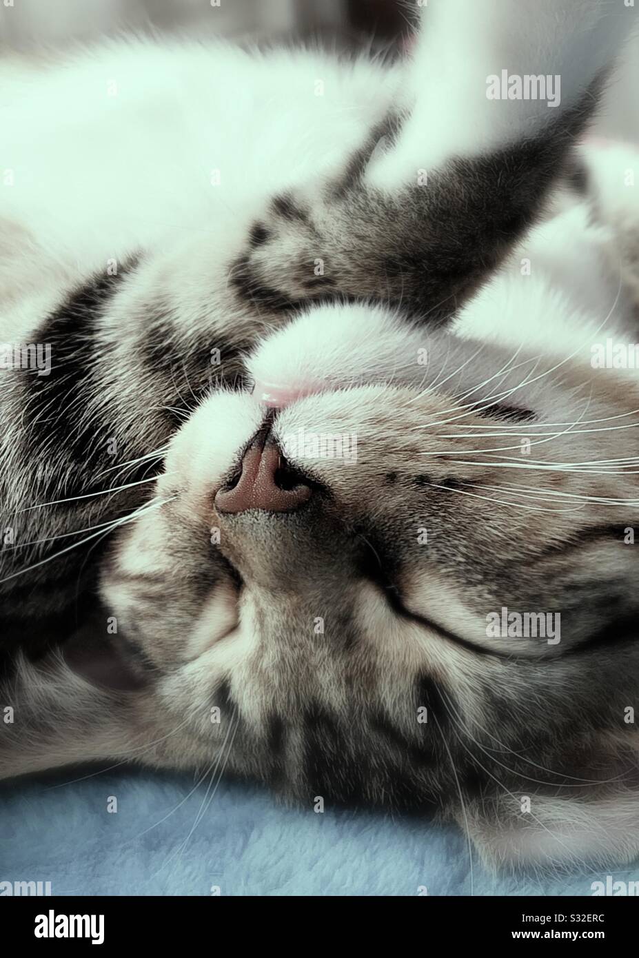 Grey and white striped tabby cat - Smartphone Captured Stock Image