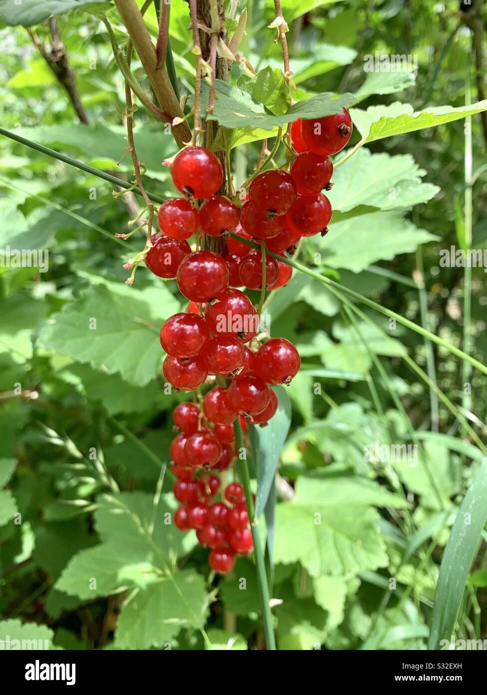 Red currants, Tasmania, Australia Stock Photo Alamy