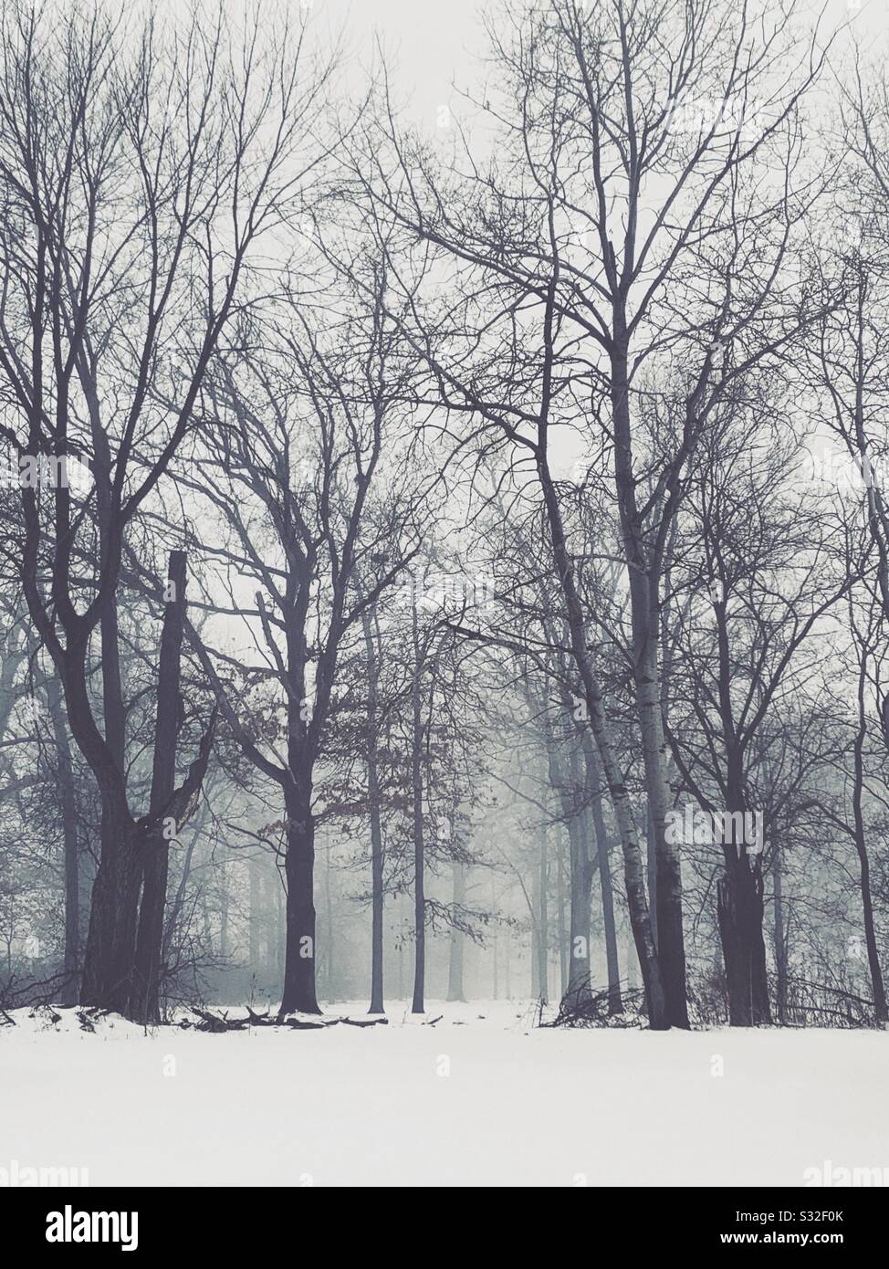 Barren trees in a foggy winter wood. - Smartphone Captured Stock Image