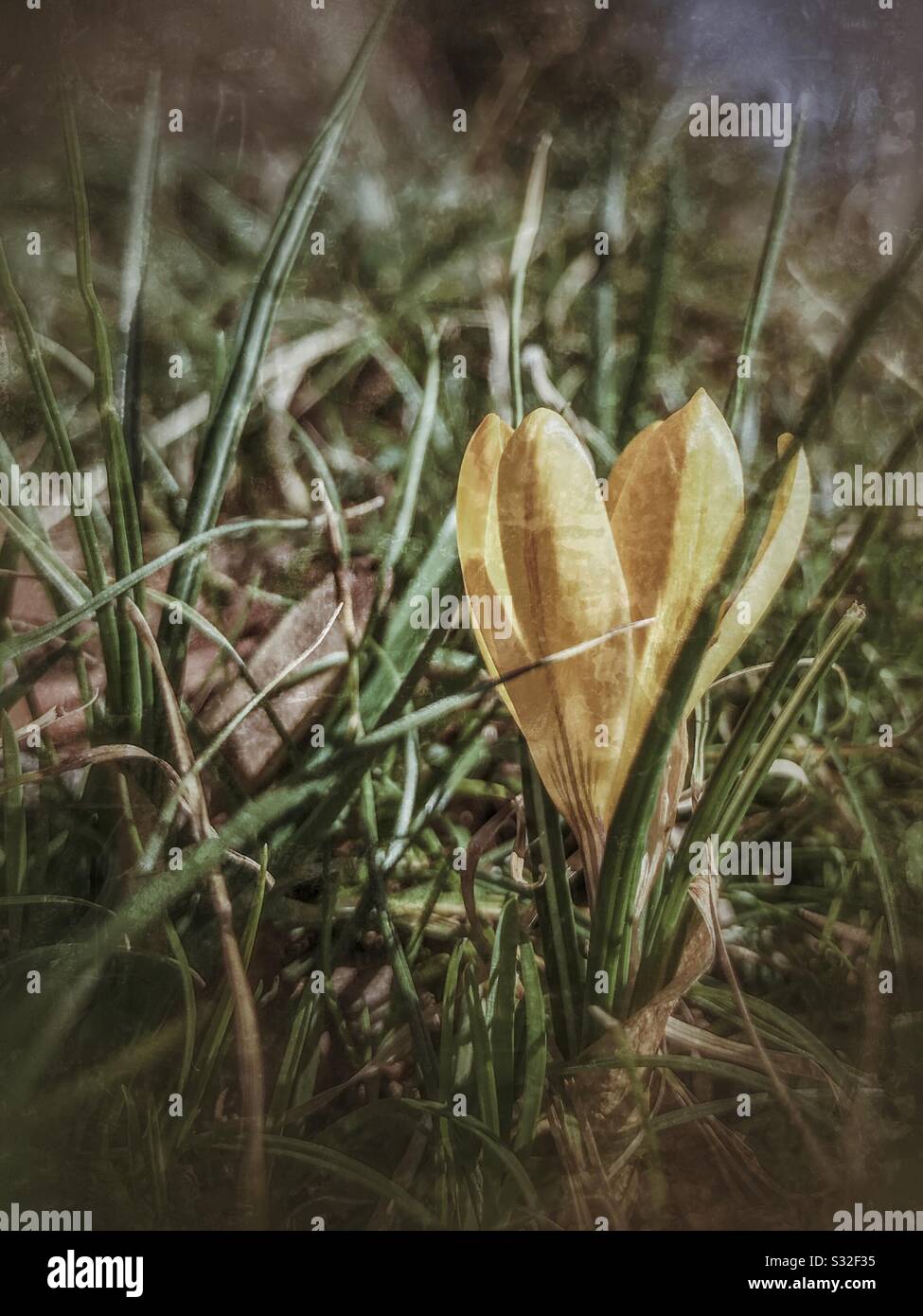 Grunge photo of yellow crocus blooming during false spring in North Carolina Stock Photo