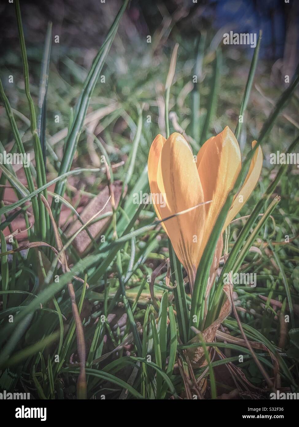 Sternbergia lutea, or yellow autumn crocus, blooms during warm snap in North Carolina winter Stock Photo