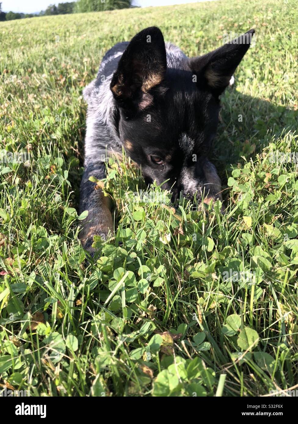 Sneak dog hires stock photography and images Alamy