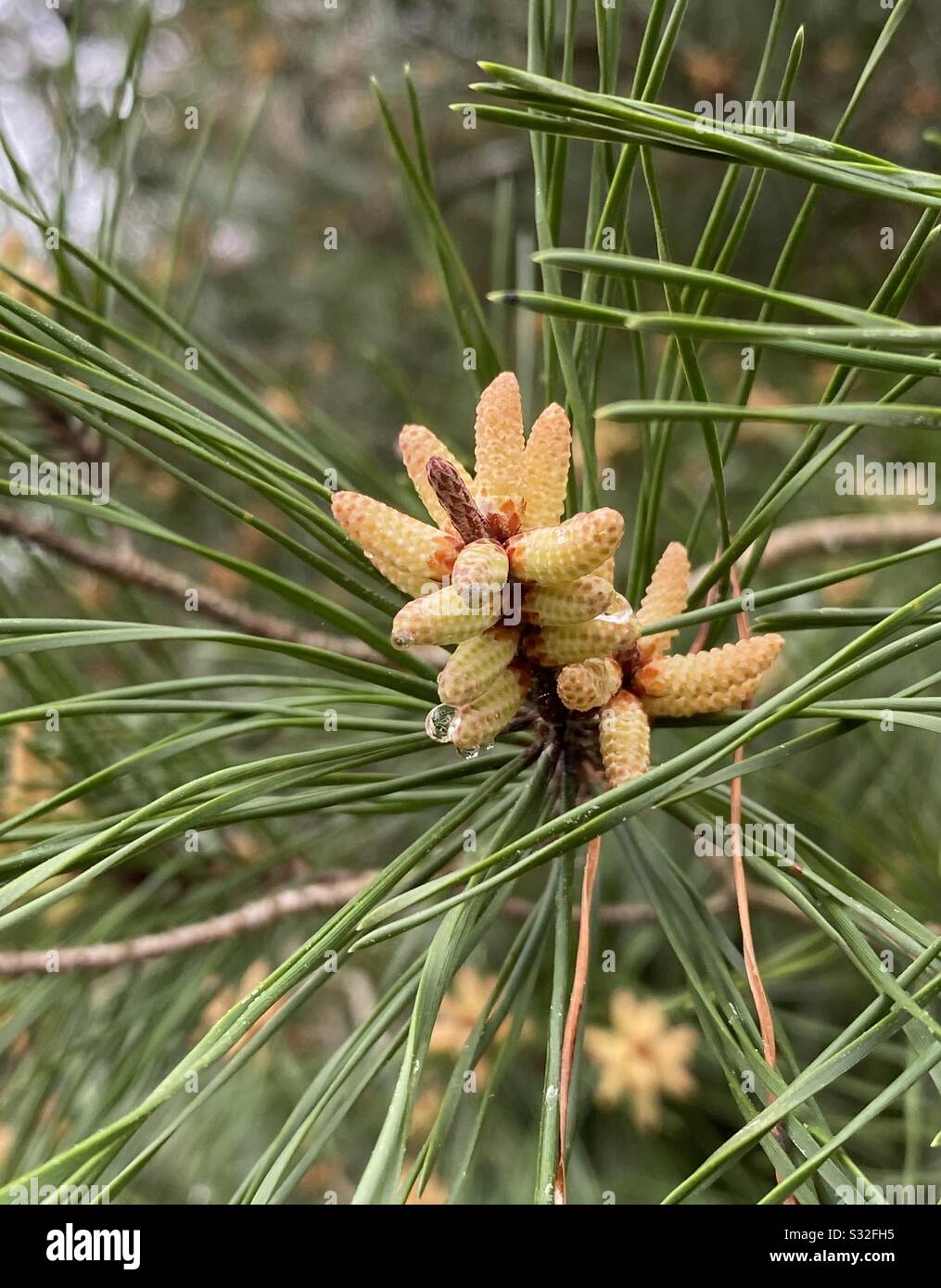 Closeup of small needle pine tree bloom with a raindrop Stock Photo Alamy