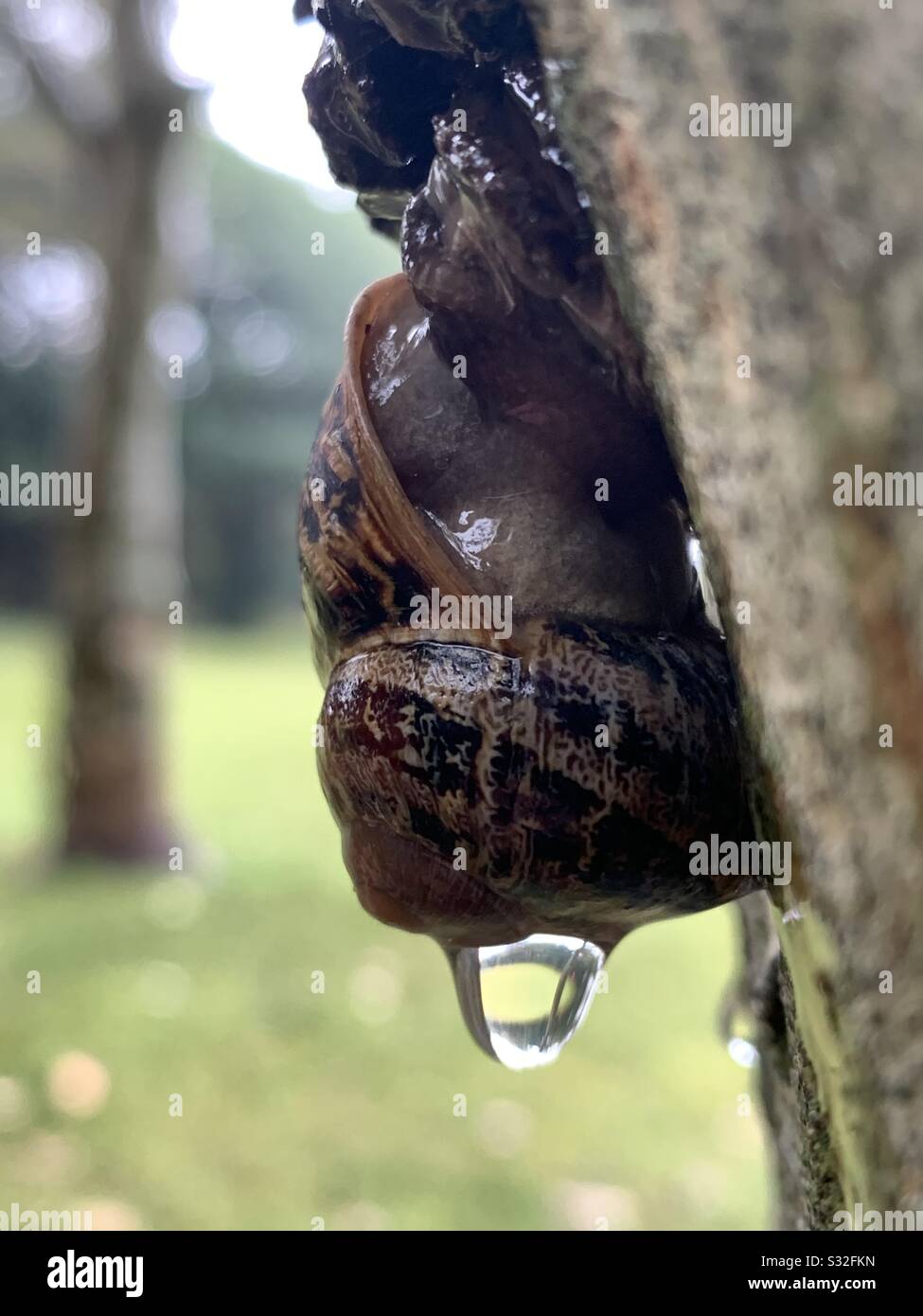 Pretty snail shell hi-res stock photography and images - Alamy
