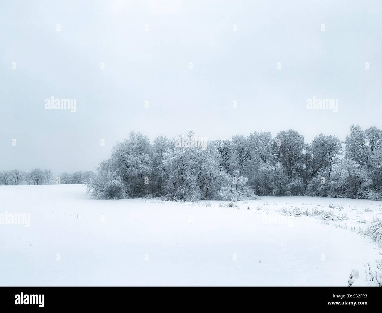 Snow covered trees in  winter landscape - Smartphone Captured Stock Image