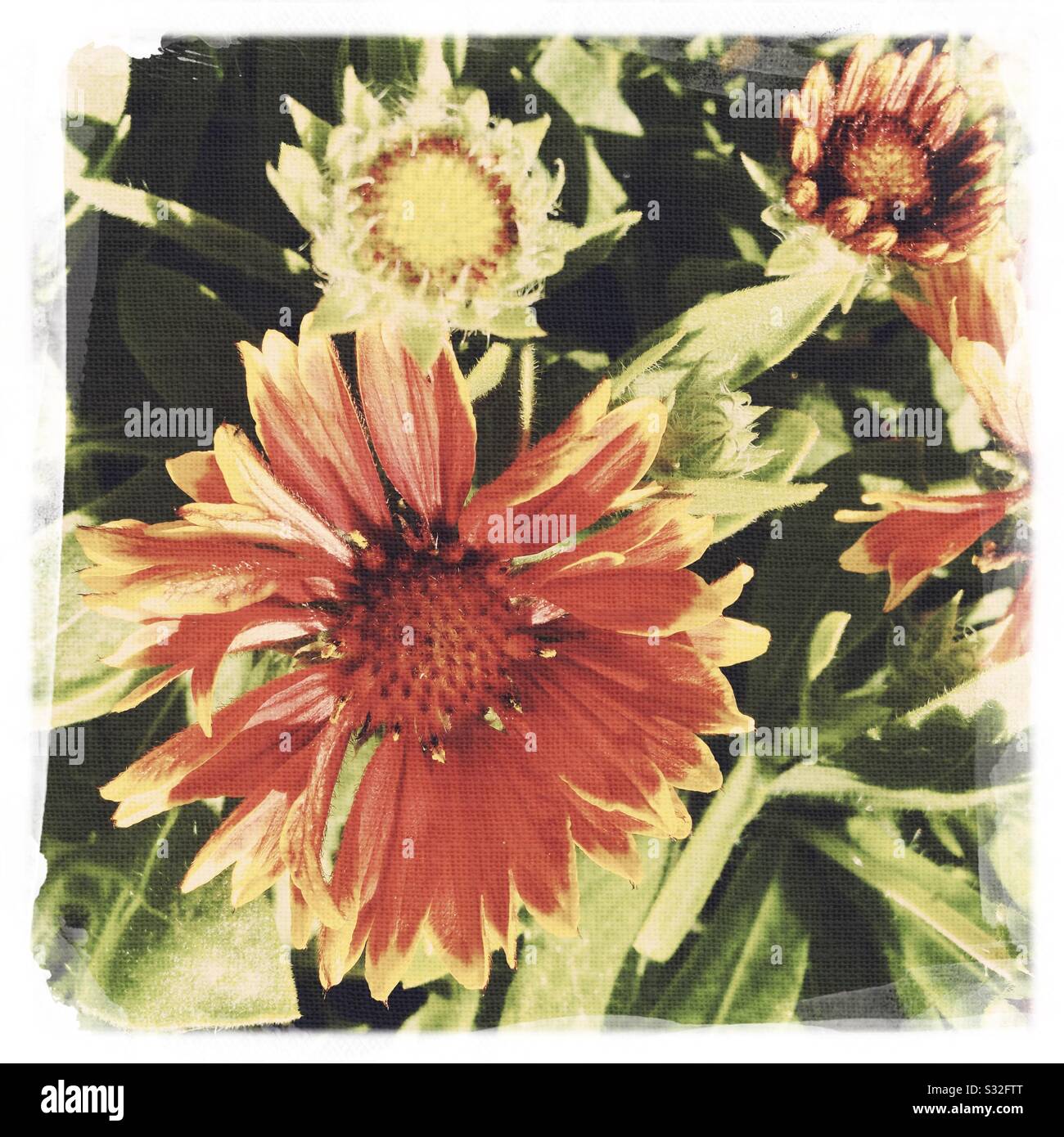 Gaillardia aristata flowers closeup with artistic filters Stock Photo