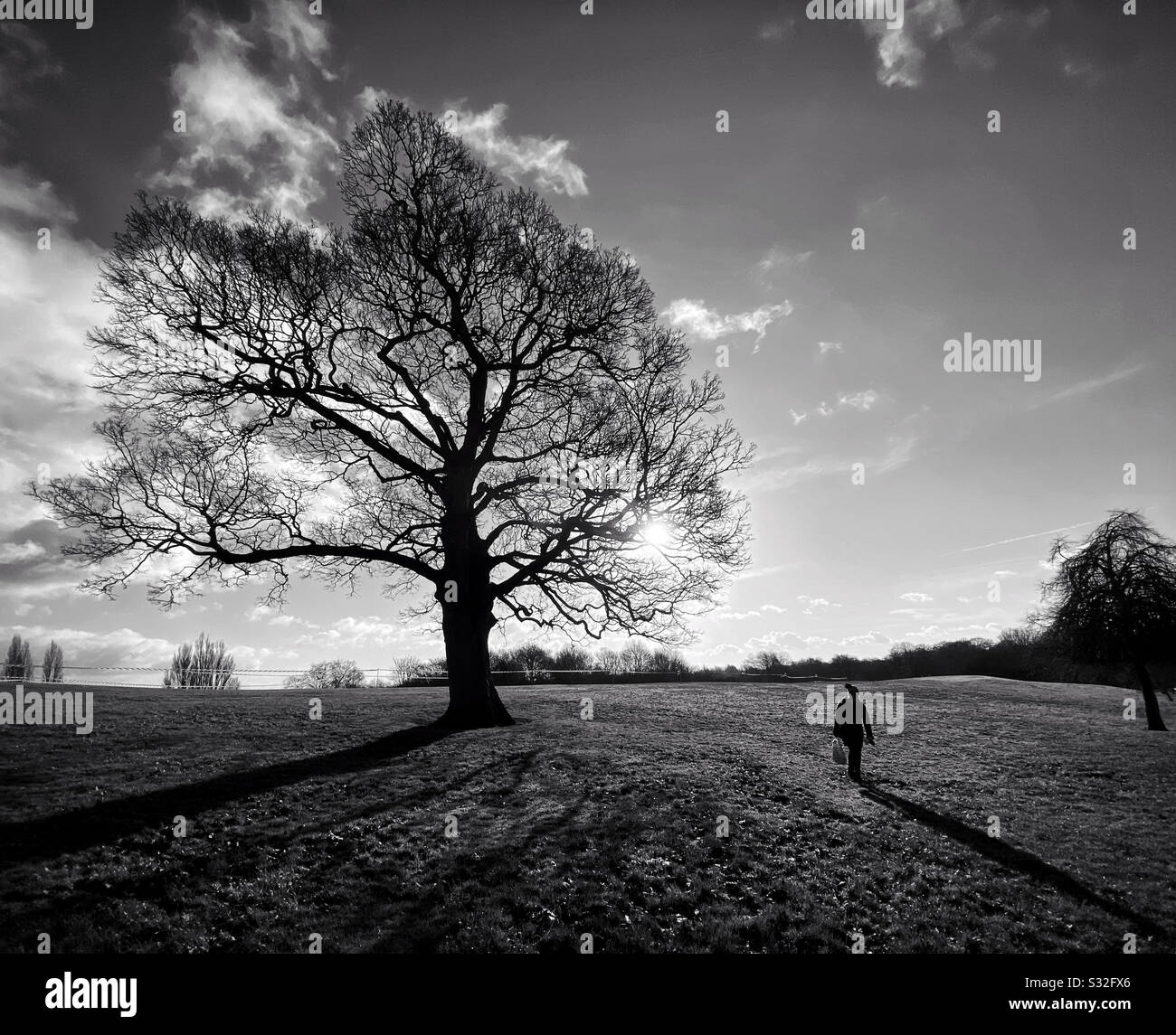 Figure and tree casting long winter shadows at Heaton Park in Manchester - Smartphone Captured Stock Image