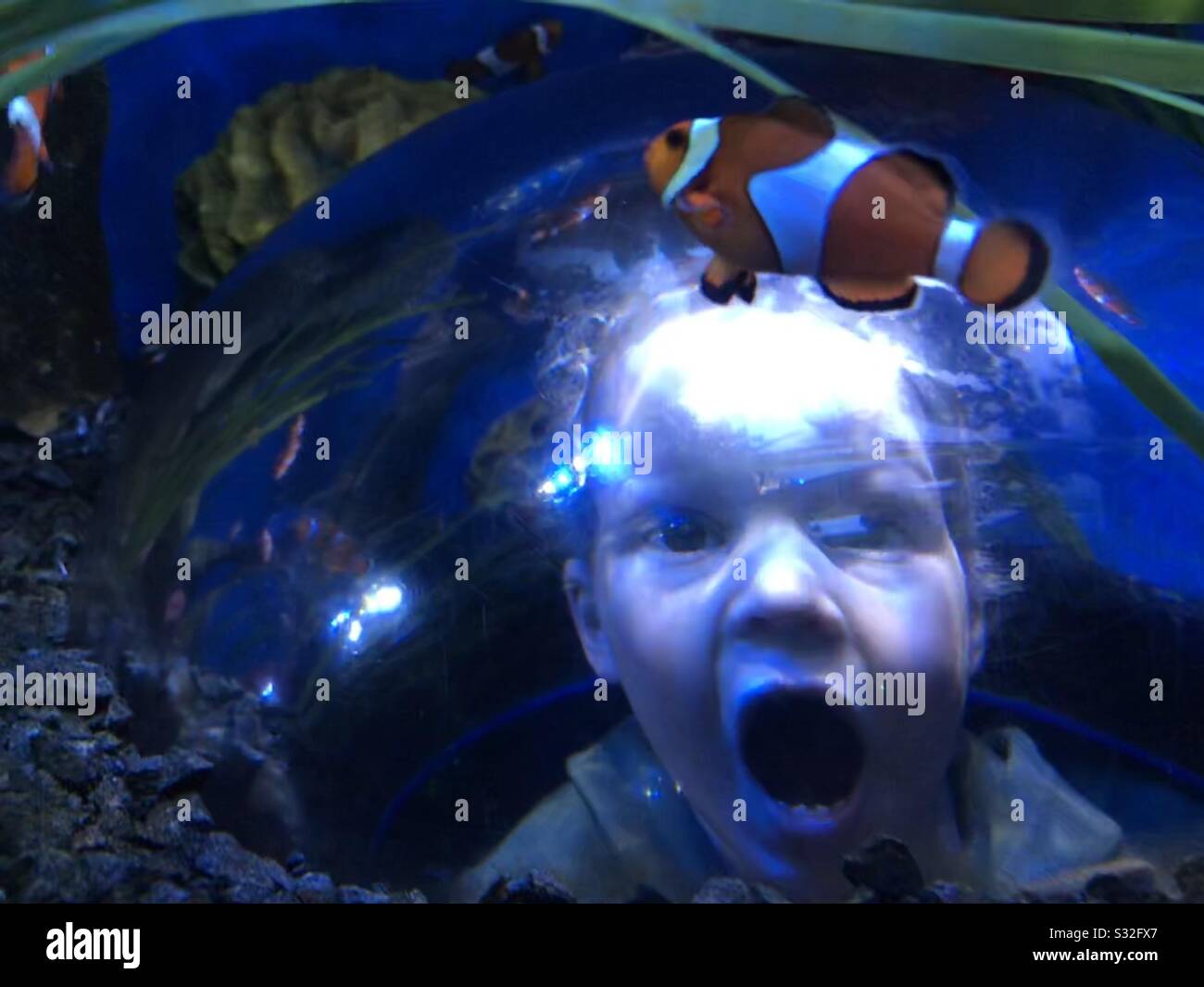 Young boy with mouth open under glass dome inside a fish tank. Clown fish in foreground. Stock Photo