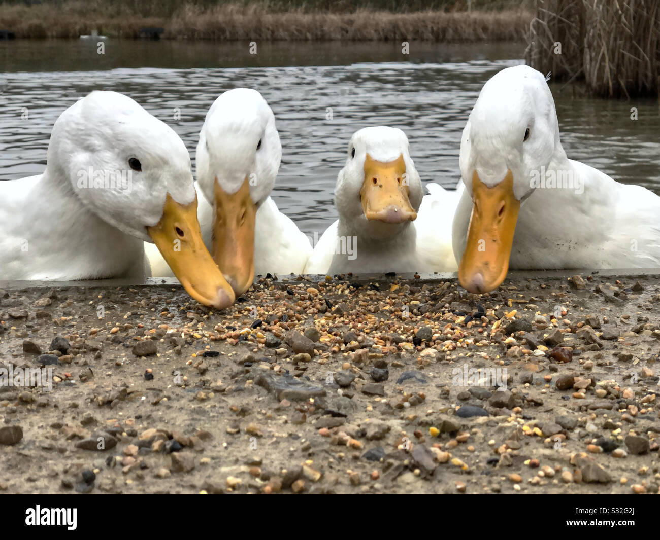 White Pekin ducks searching for food Stock Photo