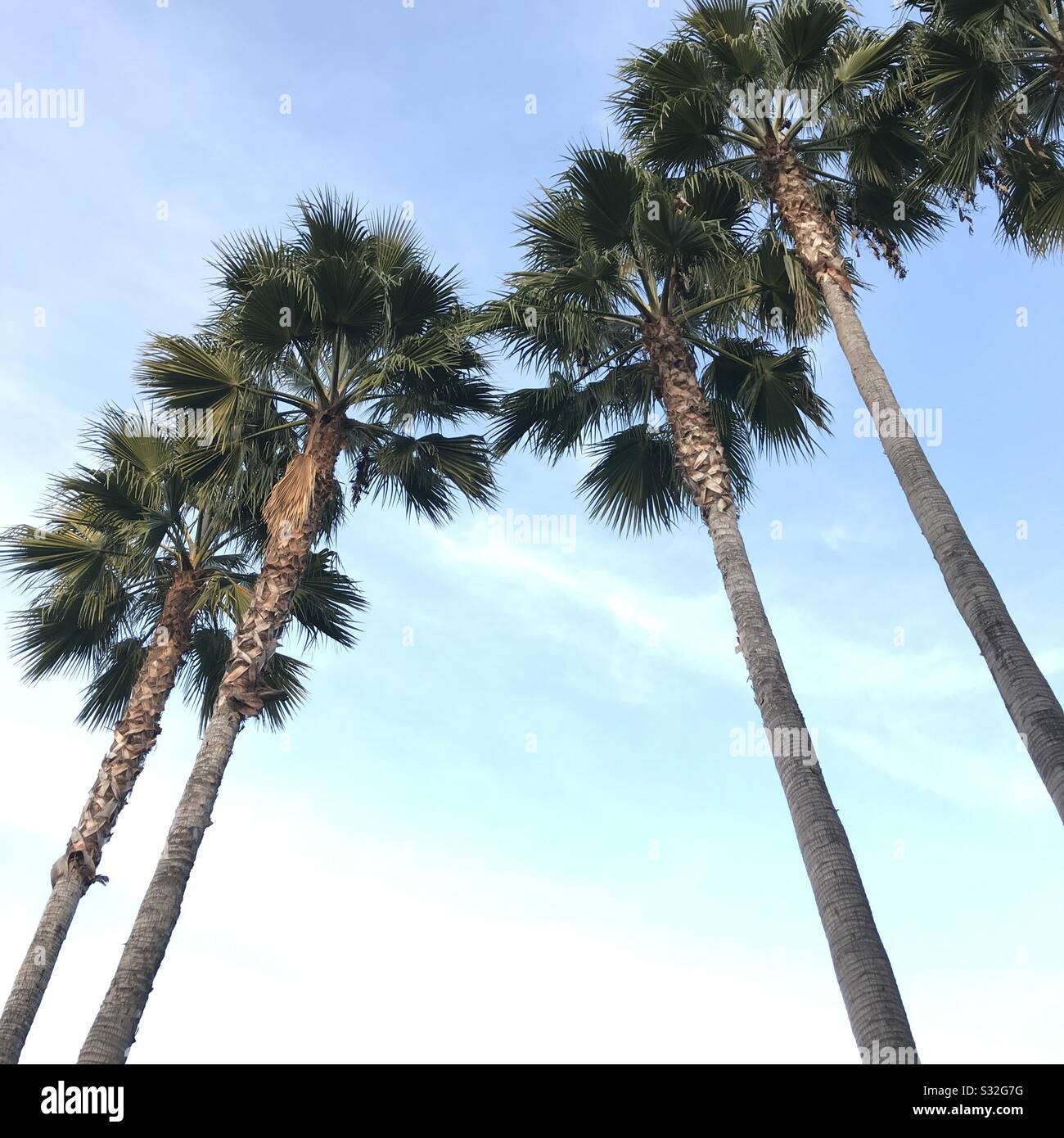 Palm Trees in California Stock Photo Alamy