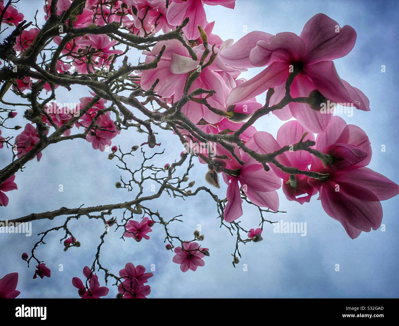 First magnolias blossoming in early spring against a cloudy sky - Smartphone Captured Stock Image