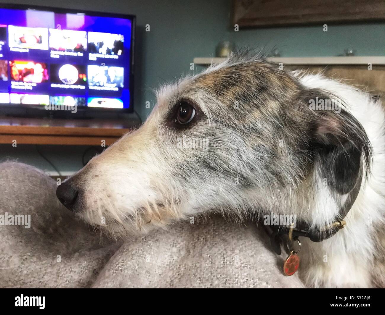 Lurcher dog watching tv Stock Photo