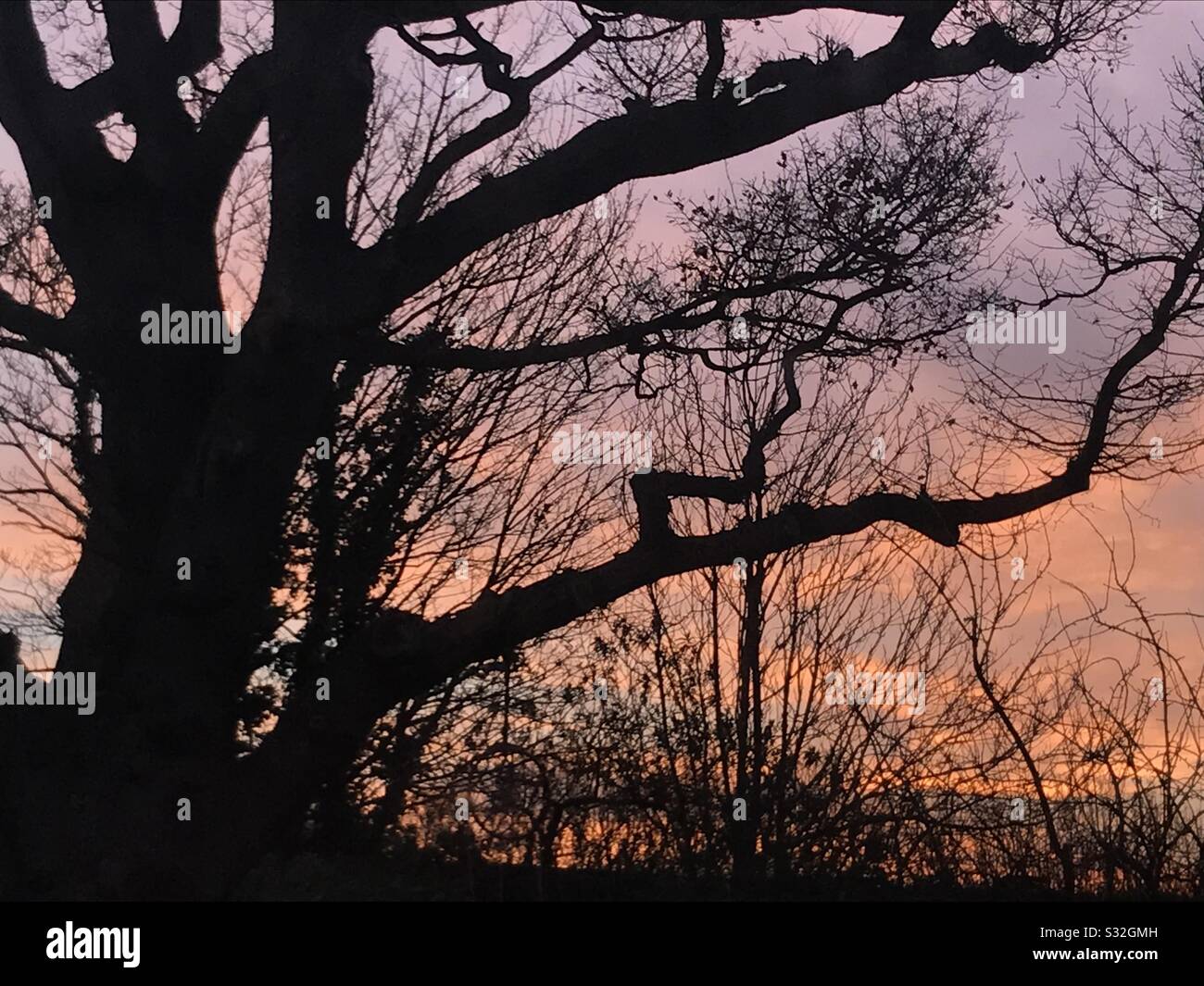 Sunrise beyond the Oak tree Stock Photo