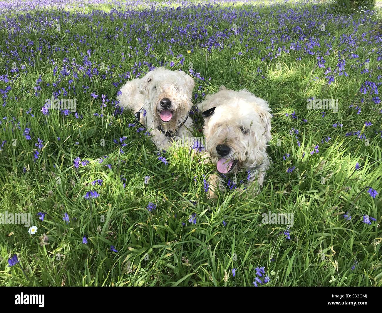 Wheaten terriers amongst the bluebells Stock Photo