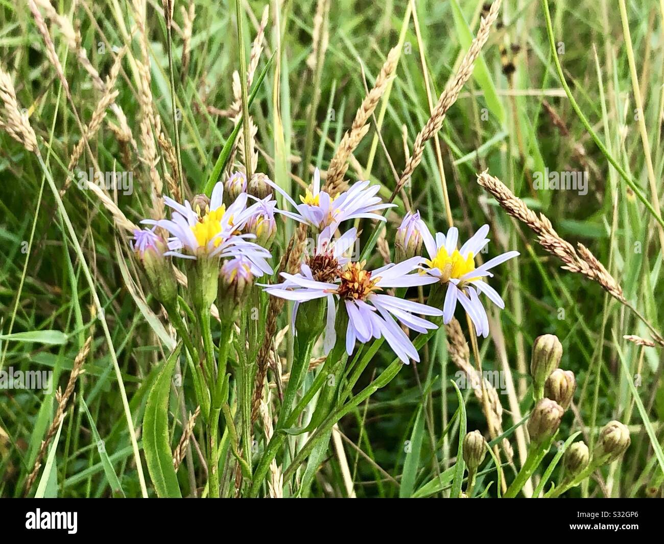 Wild meadow flowers Stock Photo